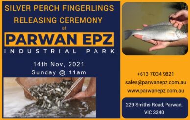 Silver Perch Releasing 1